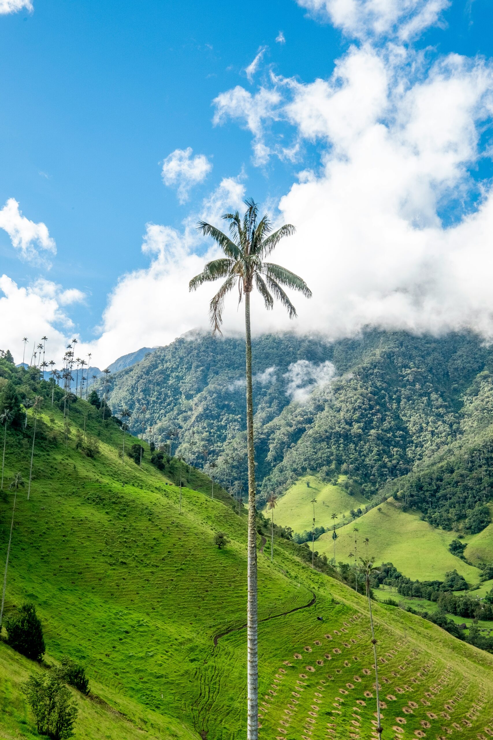 Cocora-Valle-caffé-trasferirsi-Colombia-vivereincolombia-Caraibi-viaggi-vacanze-sudamerica-americalatina